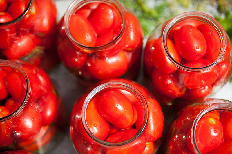 A close up top down picture of glass jars containing freshly harvested tomatoes, pictured in bright sunshine on a soft focus background.