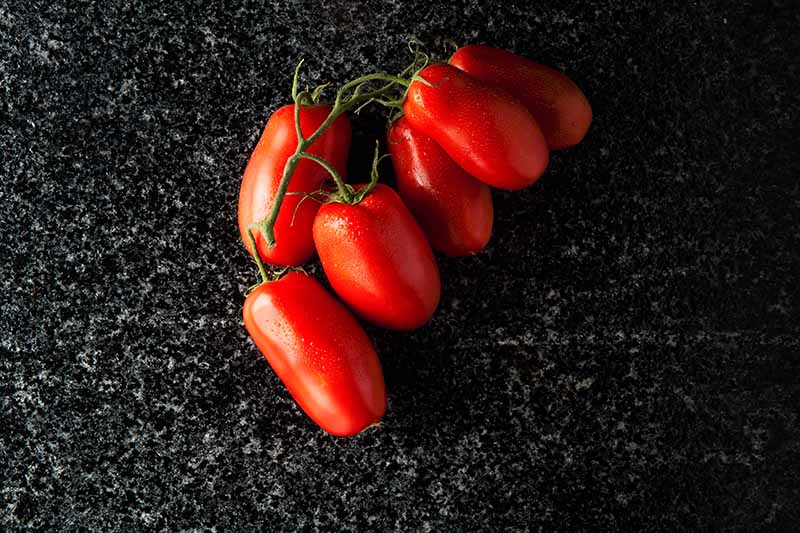 A close up of bright red tomatoes with green vine still attached, set on a dark marble surface.