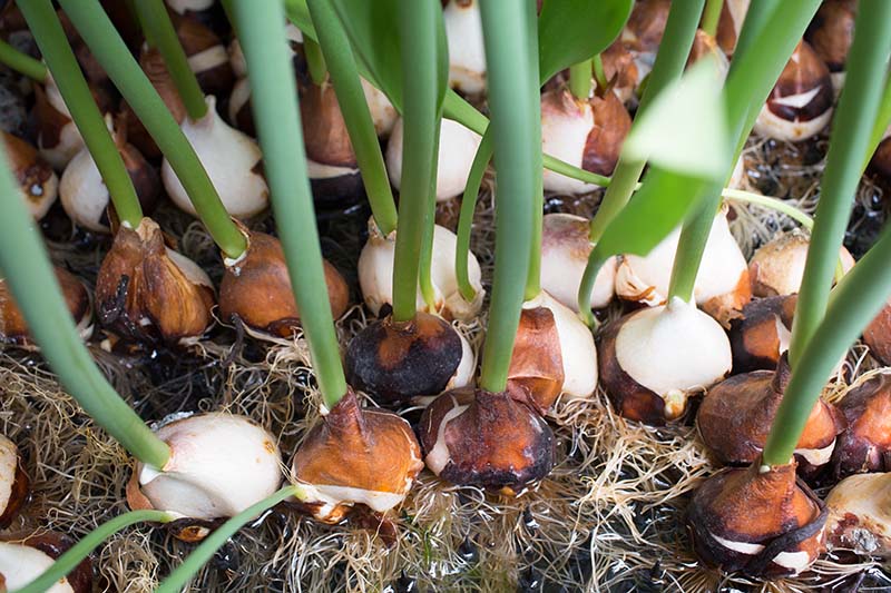 A close up of spring bulbs growing hydroponically with roots visible and green shoots extending straight up.