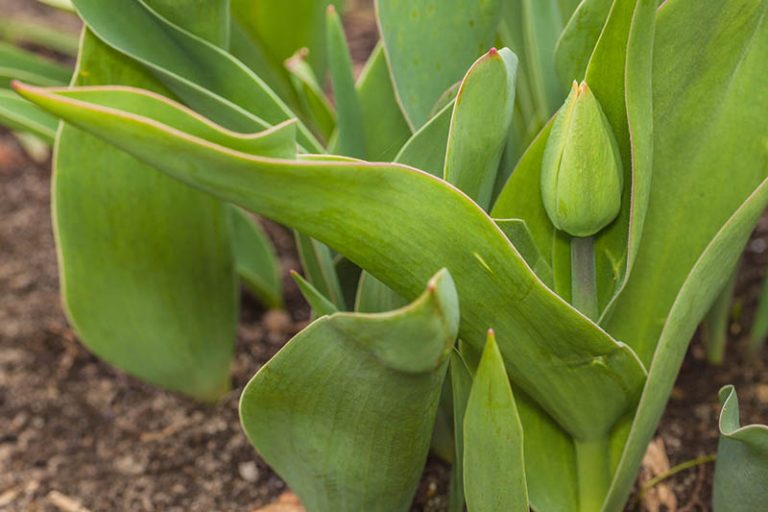 Yellowing tulip leaves