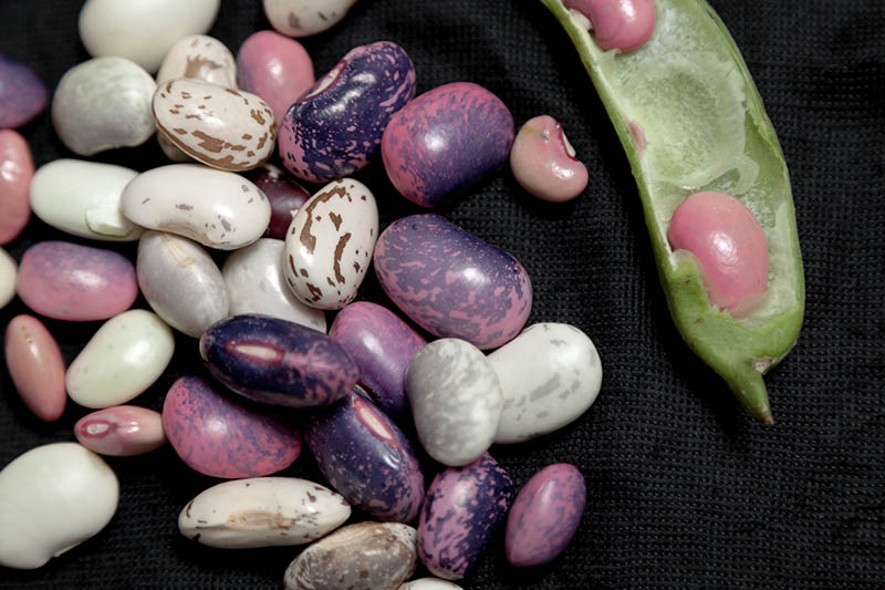 A close up of a variety of different colored Phaseolus vulgaris seeds set on a black background.