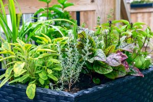 How to Start Your Own Herb Garden | Gardener's Path