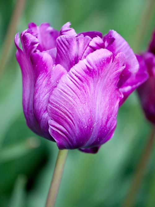 Close up of single purple flower of the 'Victoria's Secret' parrot tulip.