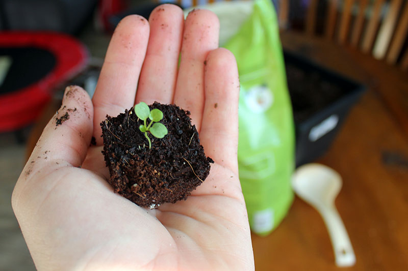 A close up of a hand holding a tiny seedling ready for transplanting into a large container on a soft focus background.