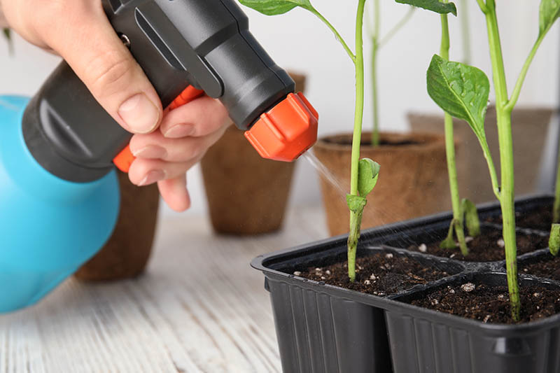 A close up of a hand from the left of the frame holding a spray bottle and spraying water onto small shoots growing black plastic trays with a wooden surface in the background.