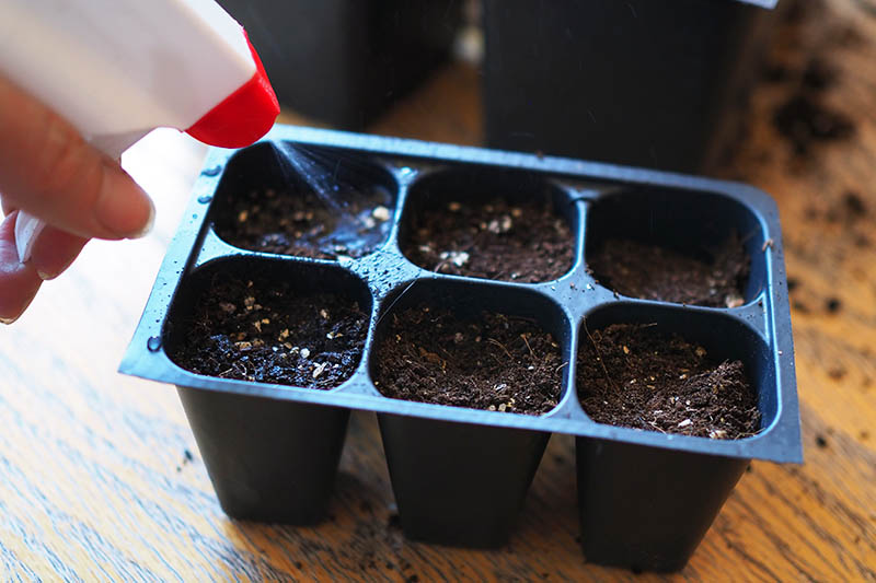 A hand from the left of the frame using a plastic spray bottle to water a six cell tray containing seeds that have just been sown, set on a wooden surface.
