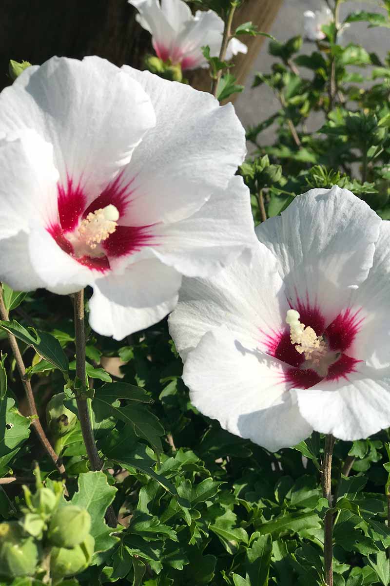 Does Hibiscus Spread? 