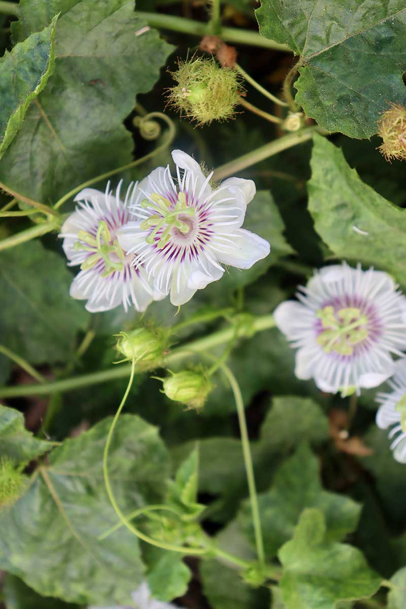 A vertical picture of white Passiflora flowers surrounded by green foliage on a soft focus background.