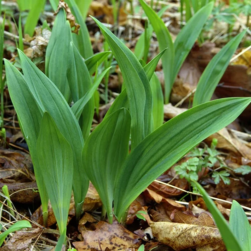 A close up square image of ramps growing wild.