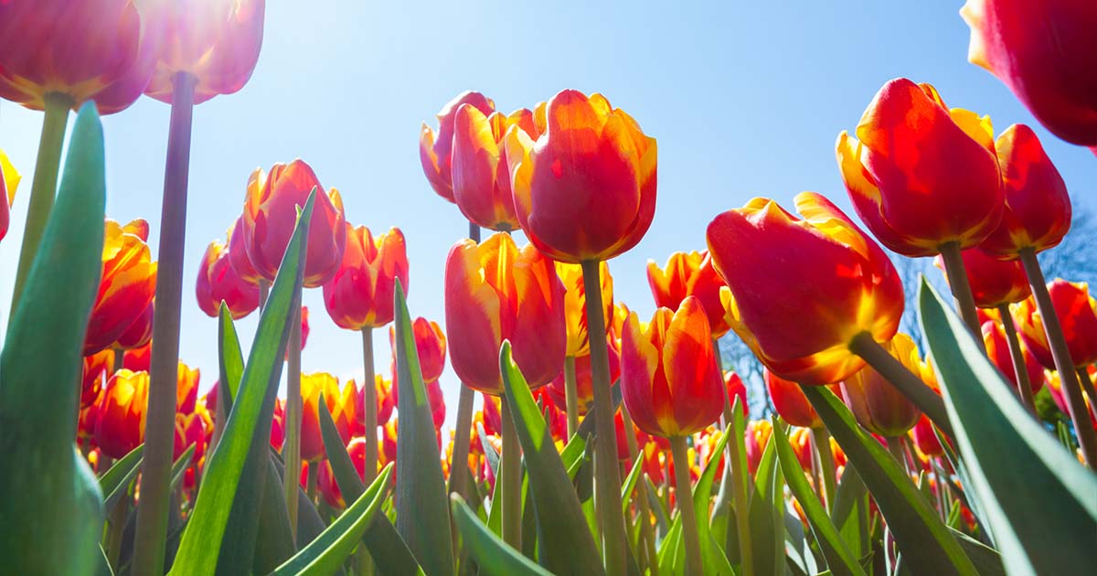 9 Reasons Why Tulip Leaves Turn Yellow Prematurely | Gardener’s Path ...