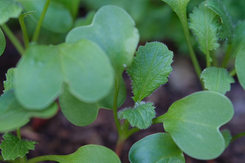 A close up of the young shoots of the radish plant that can be harvested and eaten before the roots are mature.