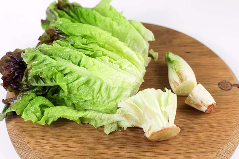 A close up of a lettuce cut up and placed on a circular wooden chopping board on a white background.
