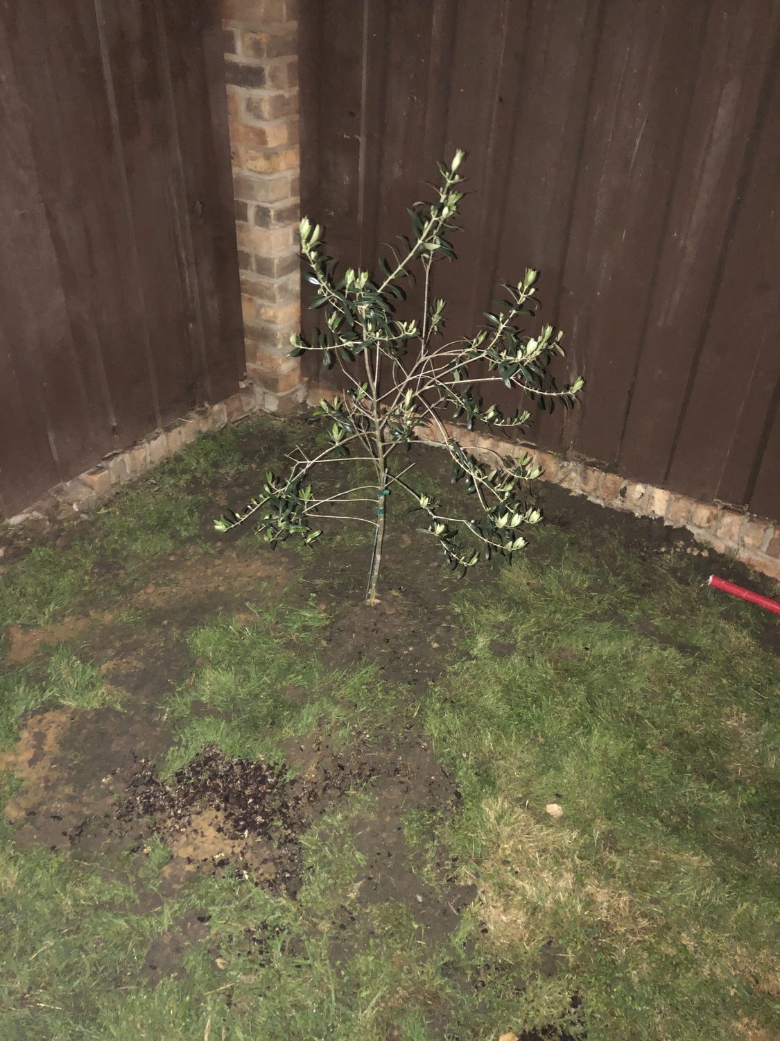 Learn How to Grow Olive Trees in the Home Landscape