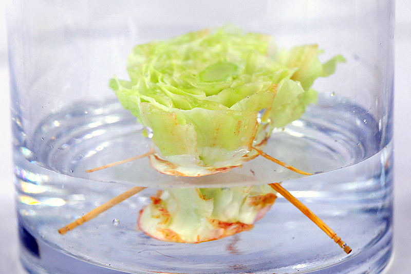 A close up of the base of a lettuce that has been placed in a glass beaker with water, held in place with a tripod fashioned out of toothpicks.
