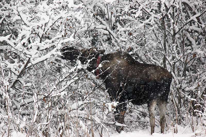A close up of a snowy garden scene with a large moose feeding from a tree.