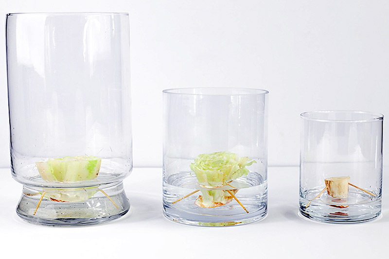 A close up of three glass beakers each containing the base of a lettuce in a small amount of water, held in place with toothpicks to make a tripod, set on a white surface on a white background.
