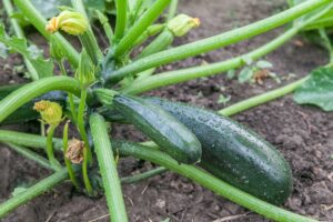 A close up of a healthy courgette plant growing in the garden with dark green fruit and soil in soft focus in the background.