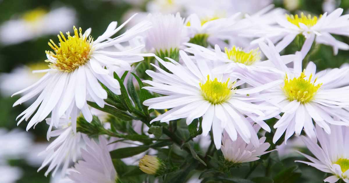 Best 11 Varieties Of White Aster Flowers For Your Garden Gardener S Path