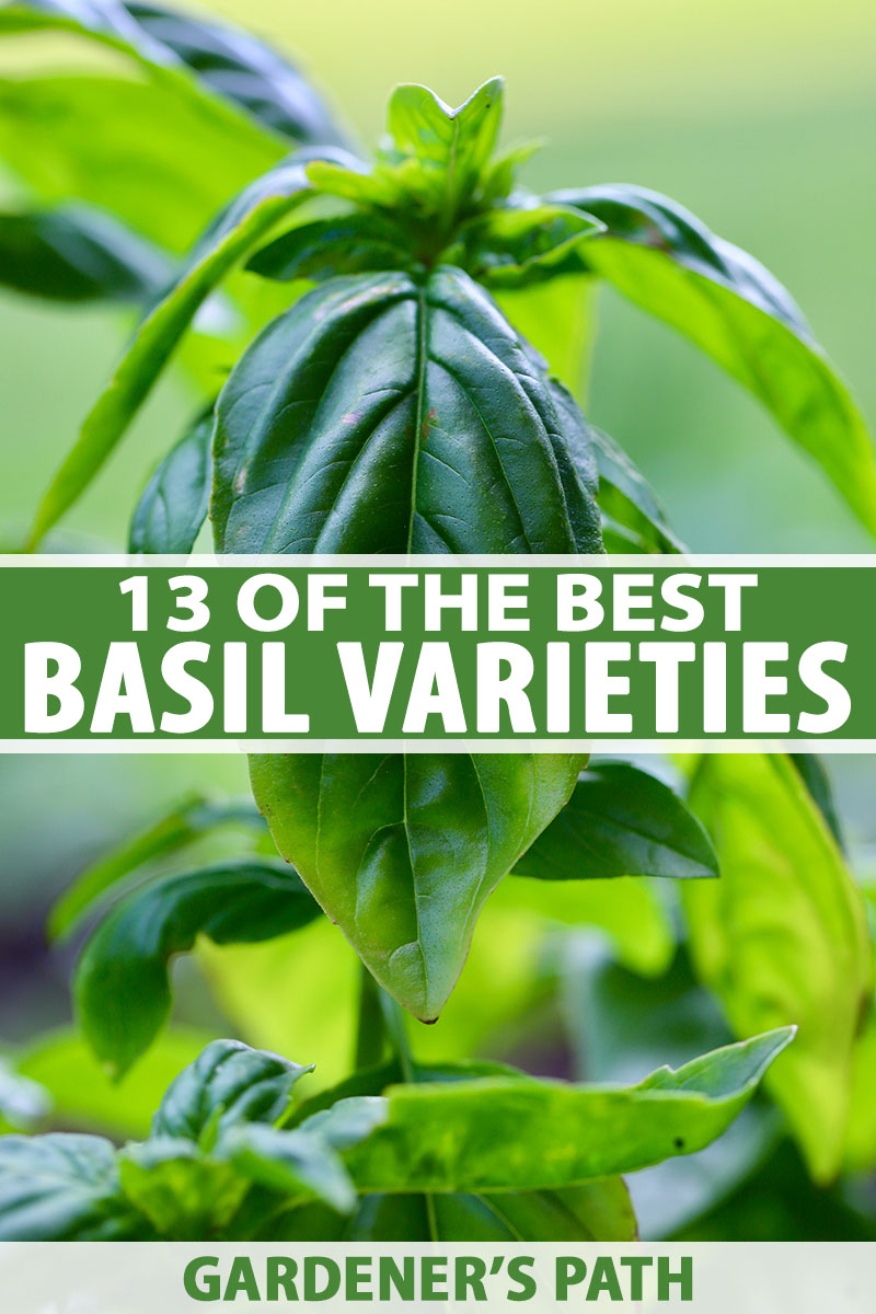 1000 Seeds Basil Basil americ x bas 'Blue Spice' Herb Ocimum Basilicum Hybrid 