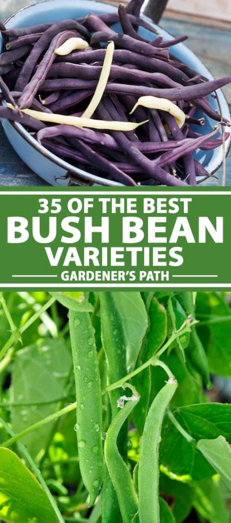 A collage of photos showing various types of bush beans.