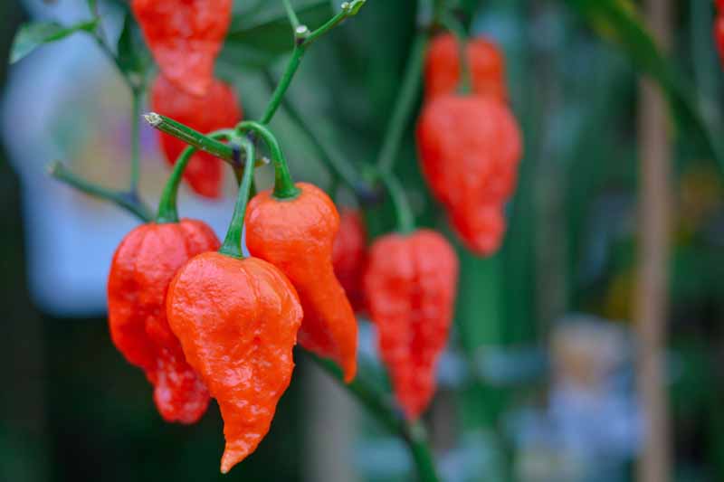 A cluster of bright red ghost chilies ready for harvest, pictured on a soft focus background.