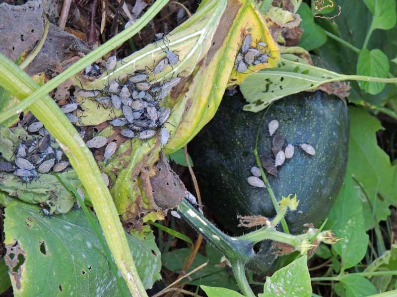 A close up of a cluster of squash bugs infesting a plant, causing damage to the foliage.