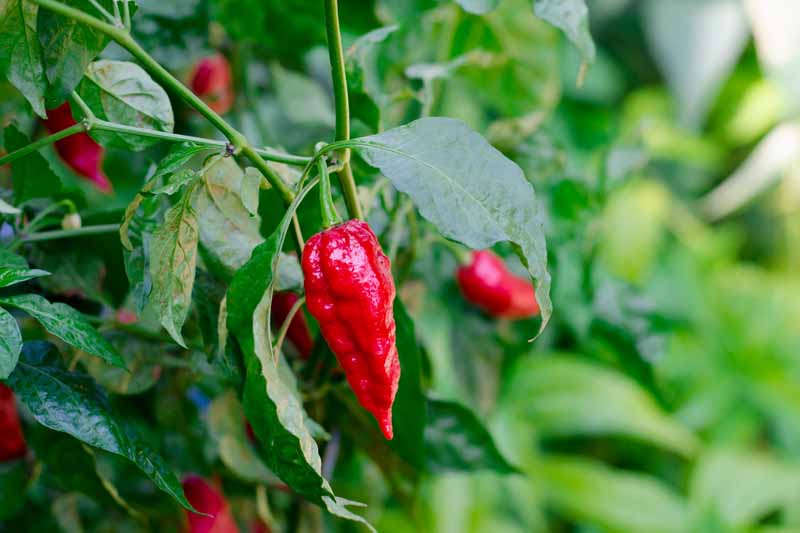 A close up of a ripe, red ghost pepper attached to the plant, surrounded by green foliage on a soft focus background.
