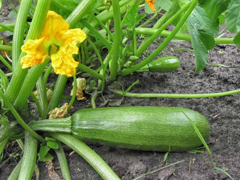 A close up of a green, speckled Cucurbita pepo fruit on the ground, with foliage and yellow flowers in the background.