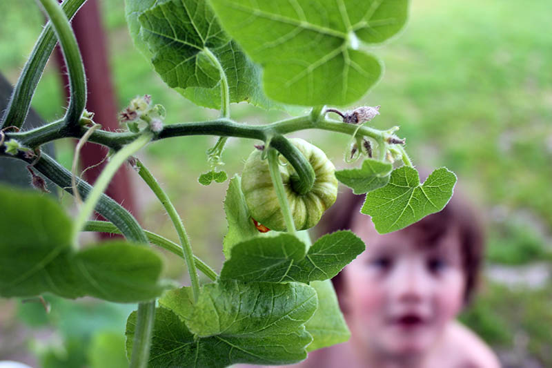 A close up of a small Cucurbita pepo 'Jack Be Little' growing on the vine with a toddler in soft focus in the background.