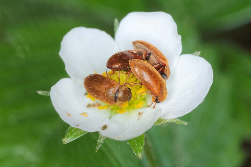 Four Butyrus tomentosus Raspberry Beetles in a white flower