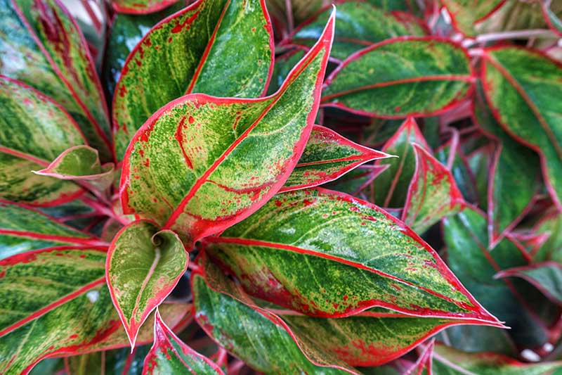 A close up of the red and green foliage of the evergreen houseplant, Aglaonema.