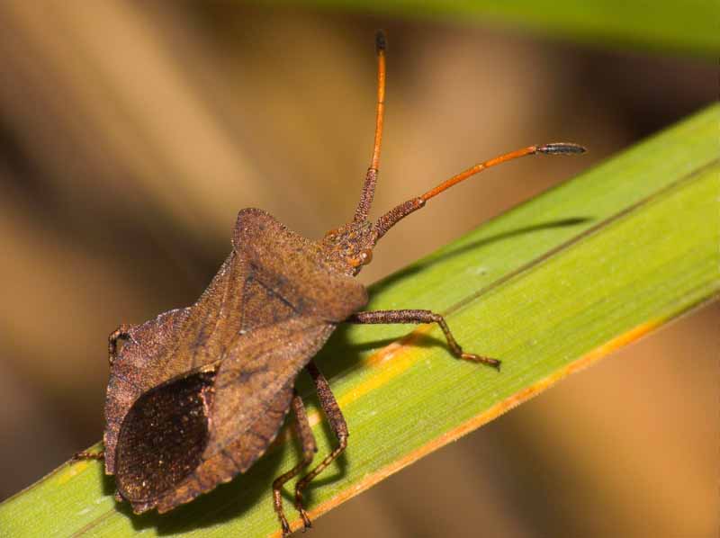 A close up of a squash bug, Anasa tristis, on the stem of a plant, pictured on a soft focus background.