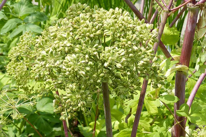 A close up of a large flower head and purple stalks of the angelica plant, growing in the garden pictured in bright sunshine.