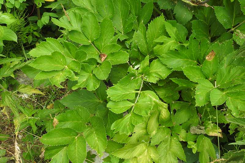 A close up of green foliage growing in a shady spot in the garden.