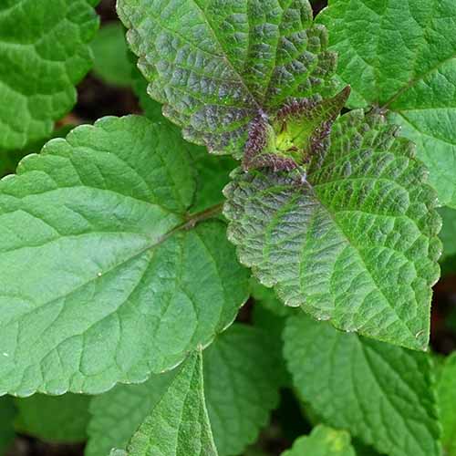 Anise hyssop leaves, tinged with purple.