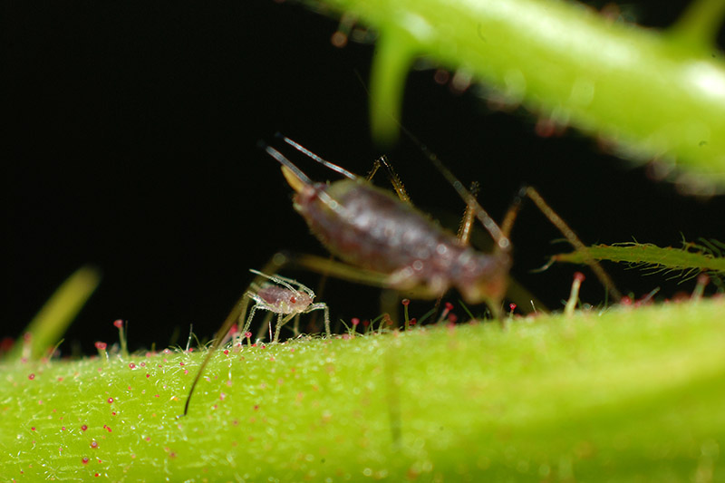 A close up of aphids on a green branch, pictured on a soft focus dark background.