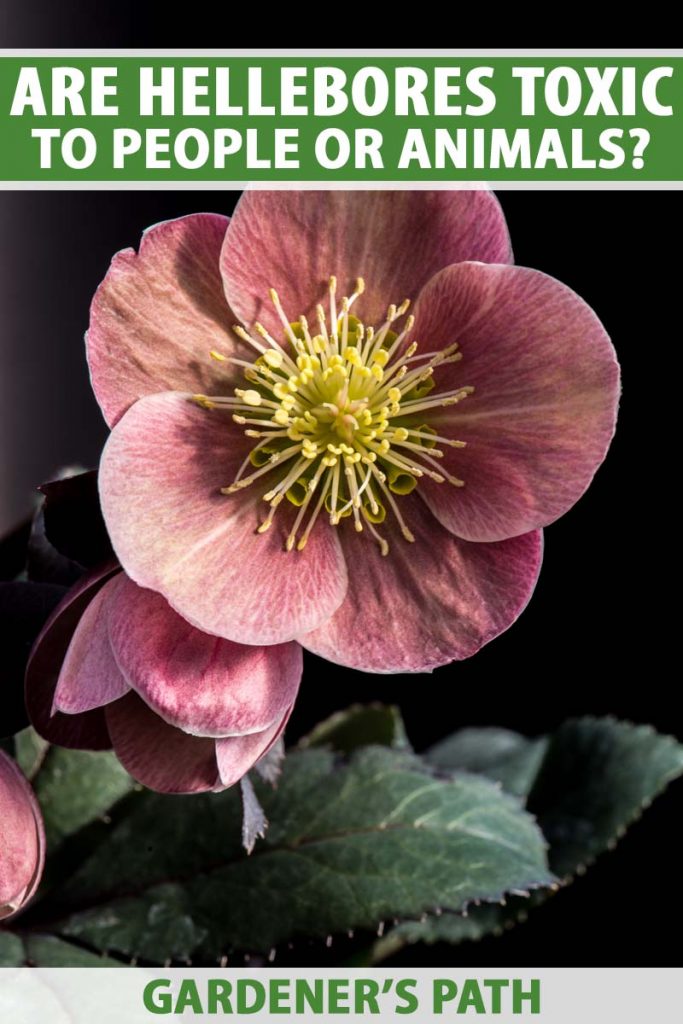 Close up of a purple-pink hellebore flower and green leaves on a black background.