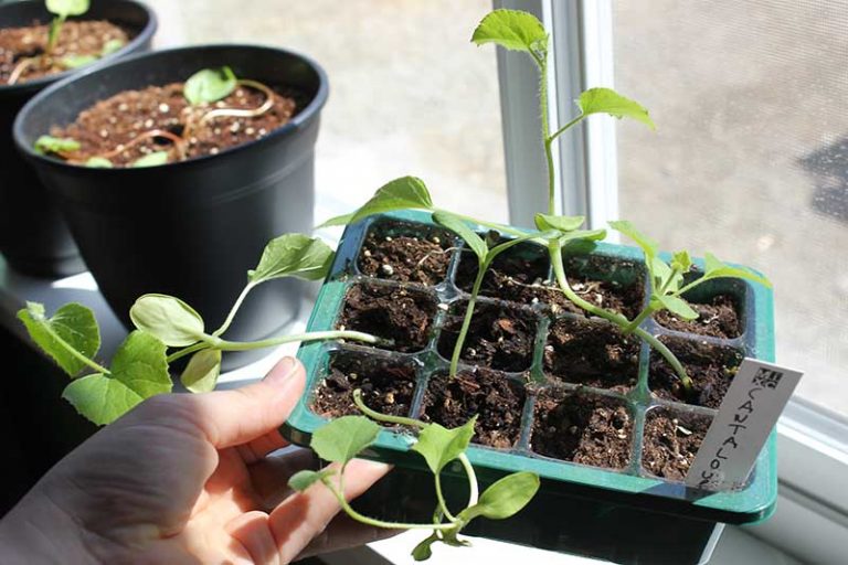 planting cantaloupe seedlings