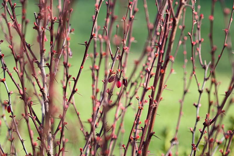A close up of the vicious thorns of the Berberis plant on a soft focus background.