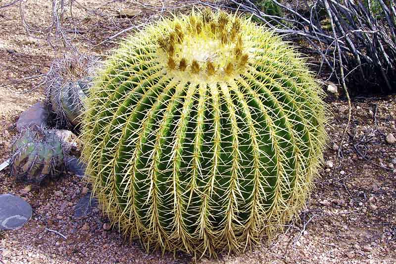 A close up of a barrel cactus with large thorns set in a dry garden.