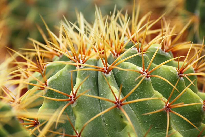 A close up of the spines of the barrel cactus on a soft focus background.