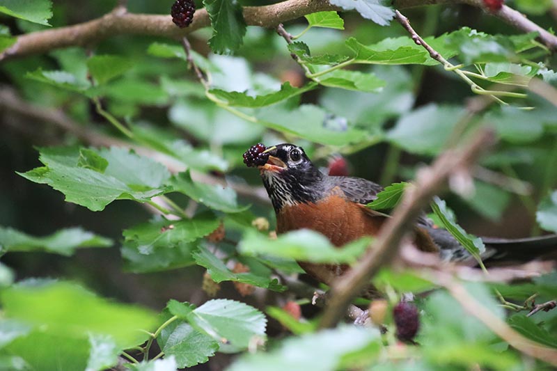 A close up of a bird feeding on ripe fruit, surrounded by foliage on a soft focus background.
