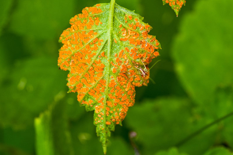 A close up of a leaf with orange spots of blackberry rust, on a soft focus background.