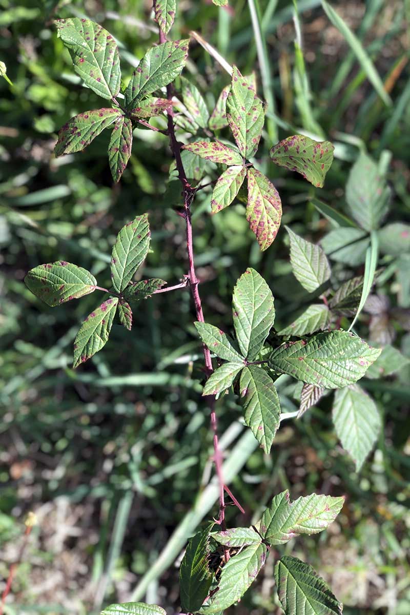 A close up of a branch and foliage of a blackberry bush growing at the perimeter of a property.