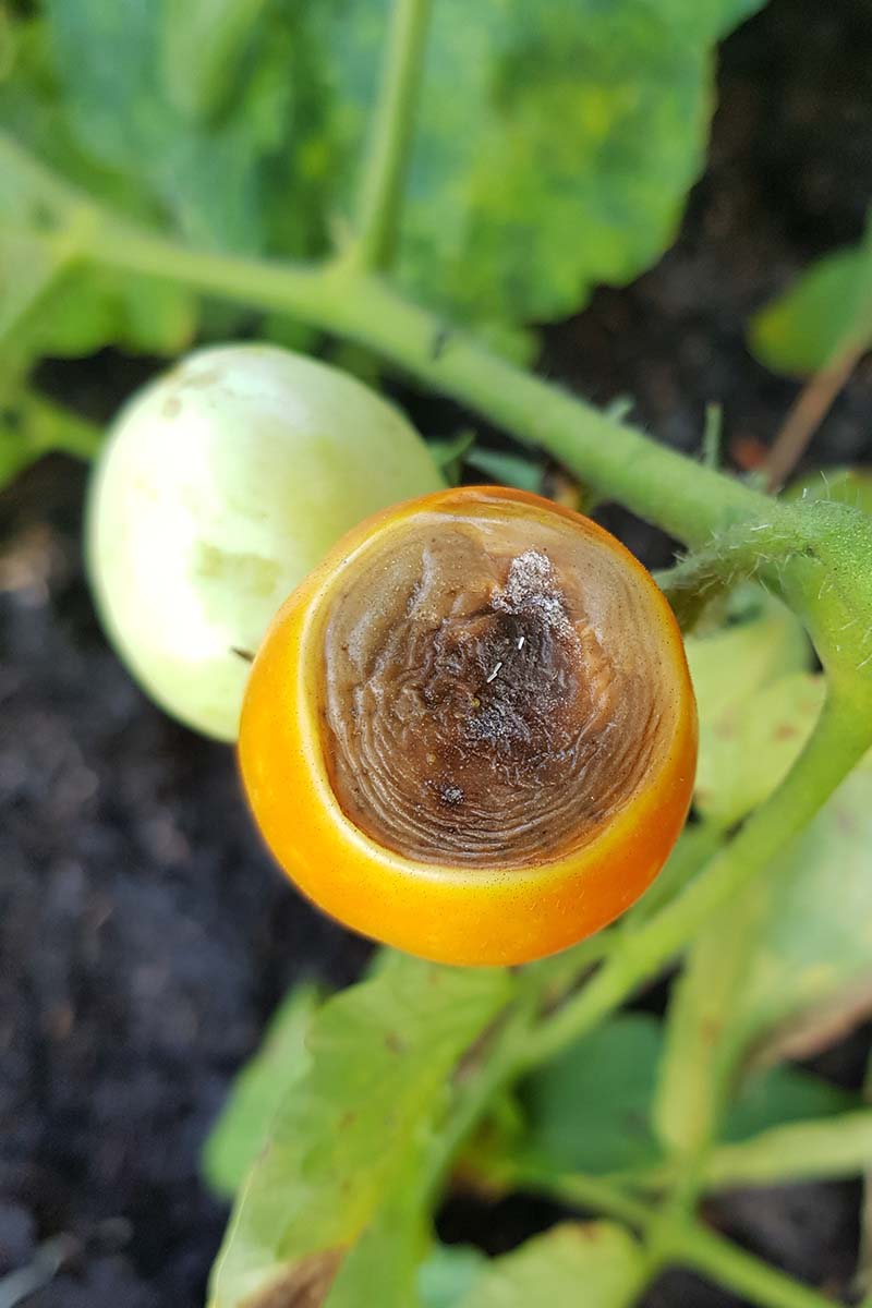 A close up vertical picture of an orange tomato that has developed a disease known as blossom-end rot, caused by a calcium deficiency in the cells. To the left of the frame and in the background is foliage and unripe fruit in soft focus.