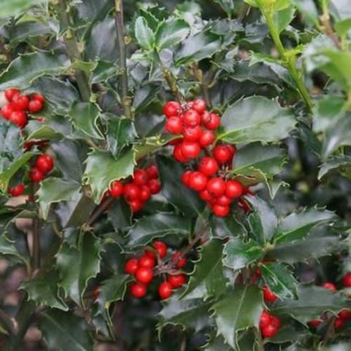 A close up of the glossy green foliage and bright red berries of the 'Blue Princess' holly cultivar.