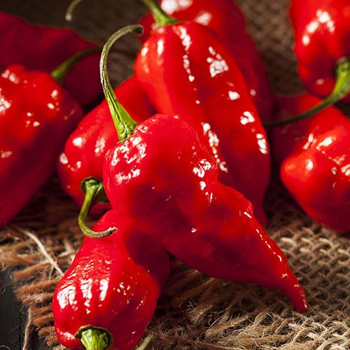 A close up of bright red 'Bhut Jolokia' peppers, freshly harvested and placed on a rustic fabric surface.