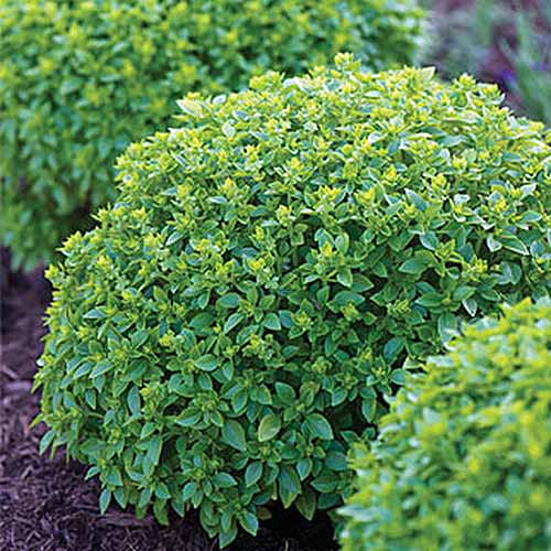 A close up of the mounding shape of Ocimum basilicum 'Boxwood' growing in the garden on a soft focus background.