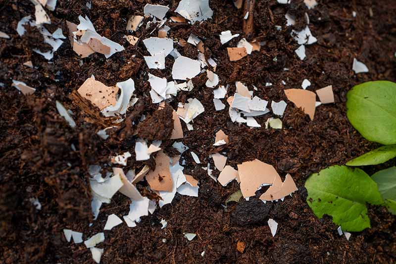 A close up of dark, rich garden soil with shell fragments from eggs dug into it, pictured with a small green plant to the right of the frame, fading to soft focus in the background.