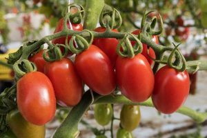 A close up of a bunch of ripe cherry tomatoes on the vine, ready for harvest on a soft focus background.